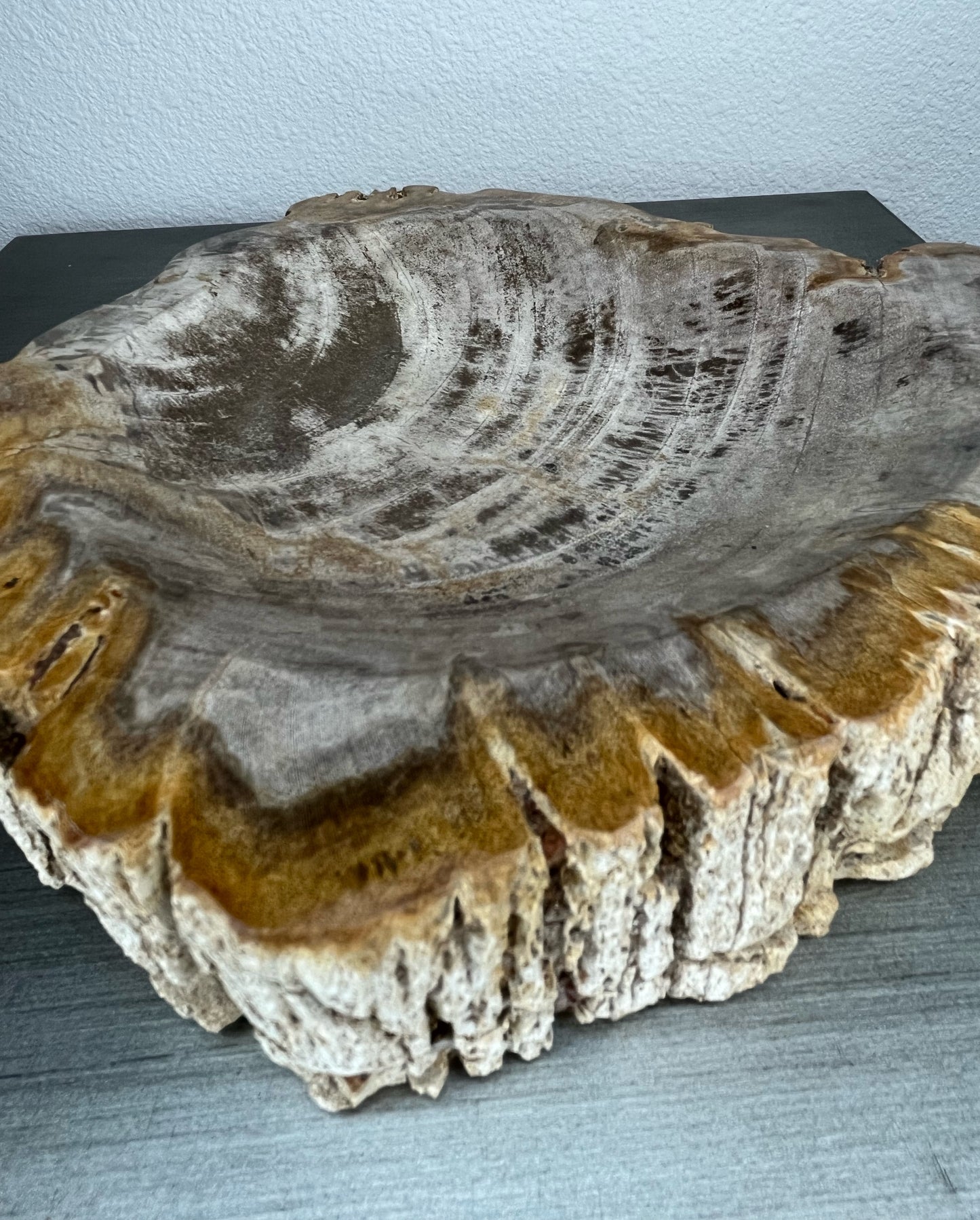 Petrified Wood Bowl with Bark