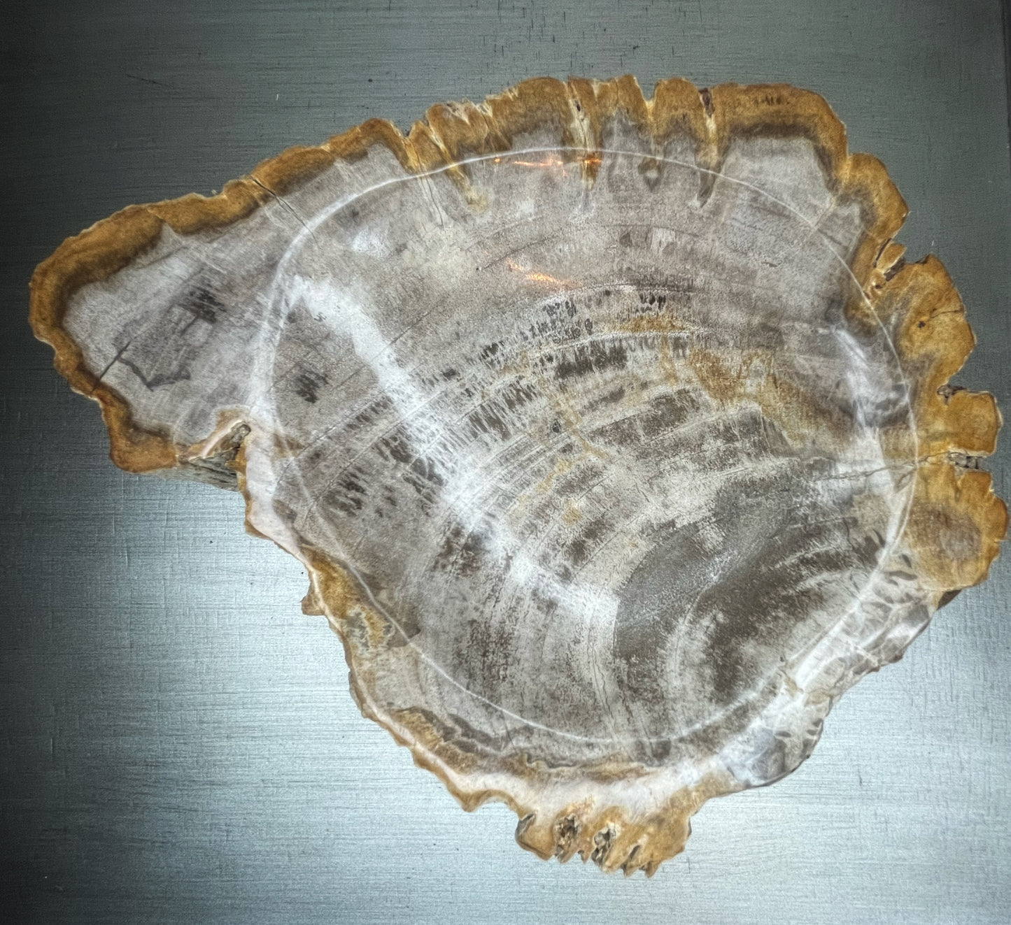Petrified Wood Bowl with Bark