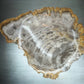 Petrified Wood Bowl with Bark