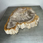 Petrified Wood Bowl with Bark